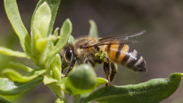 Própolis Verde (Baccharis dracunculifolia)