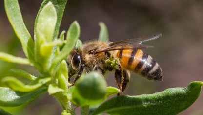 Própolis Verde (Baccharis dracunculifolia)