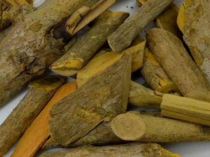 Marapuama (Ptychopetalum olacoides)